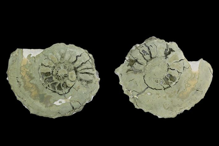 Cut Pyritized Ammonite (Pleuroceras) Fossil Pair - Germany #125374